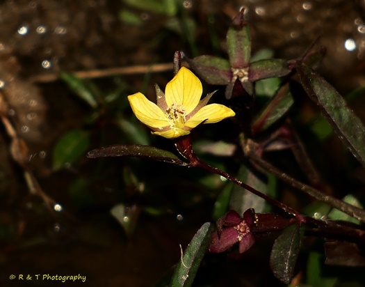 {Ludwigia linearis}